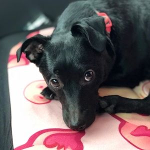 Meet your Posher, Chloe